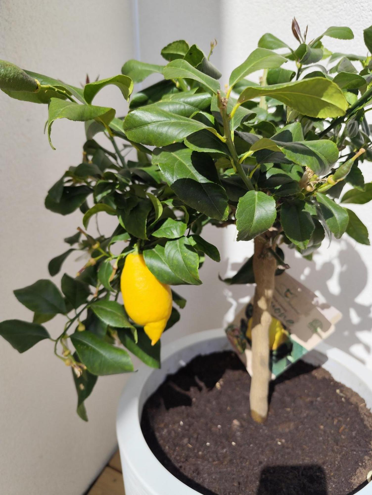 La Pause Bretonne Apartment Queven Ngoại thất bức ảnh